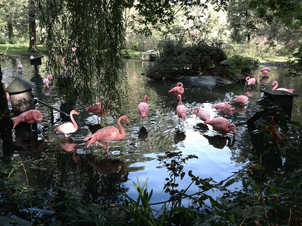 flamingos-tierpark-mamaskind