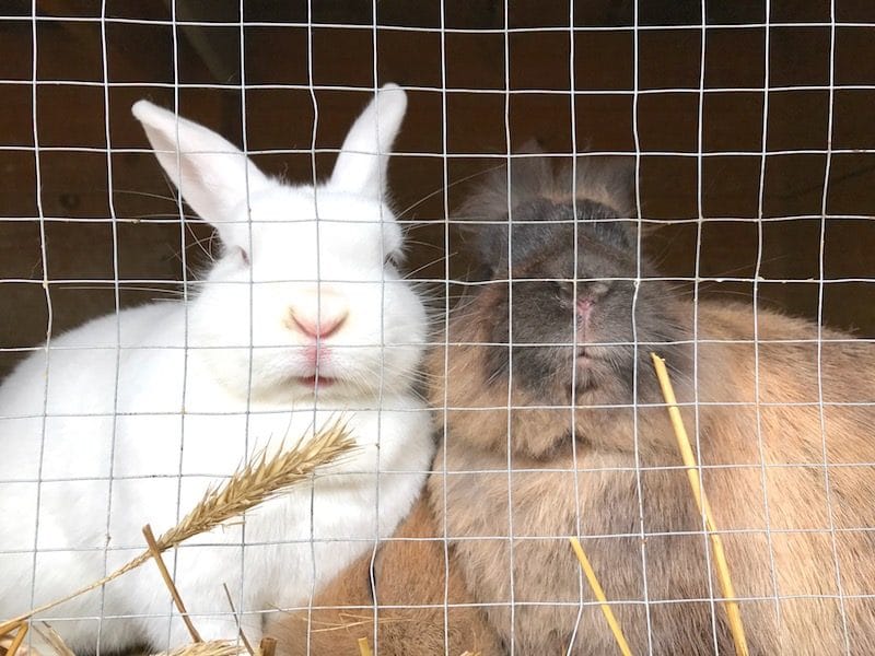 Eng an eng: Kaninchen im Tierpark.