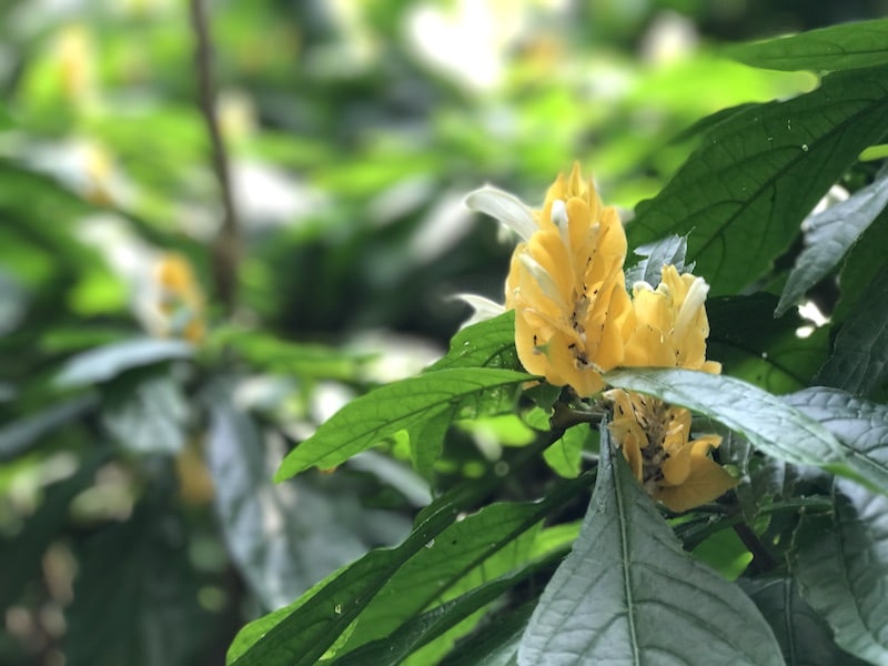 Überall Pflanzen im Tropenklima. Nicht so warm anziehen in der Biosphäre Potsdam! | Mehr Info auf Mamaskind.de