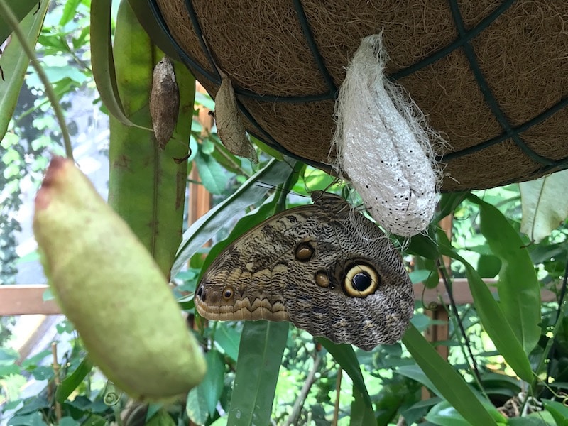 So schön! Das Schmetterlingshaus mit Raupen, Kokons und Schmetterlingen in der Biosphäre Potsdam. | Mehr Infos auf Mamaskind.de