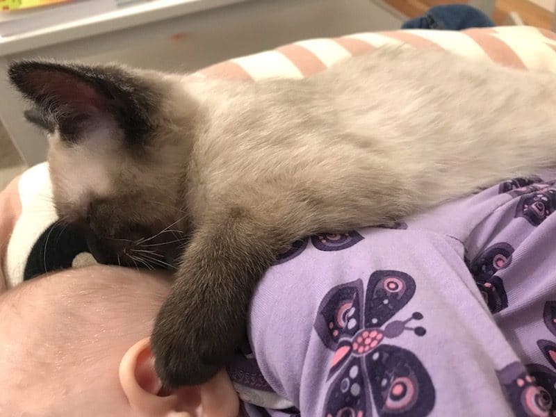 Die große Liebe: Baby und Katzenbaby beim Kuscheln auf meinem Schoß. | Die Katze wurde sofort ein Familienmitglied! | Mehr Infos auf Mamaskind.de