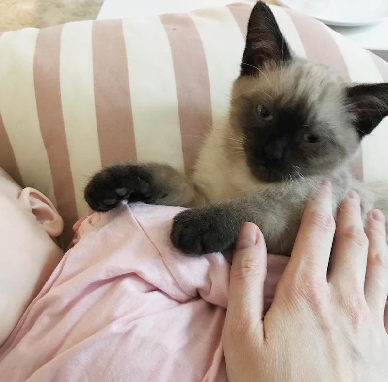 Baby-Katze kuschelt mit Baby-Mädchen. Selbstverständlich. | Mehr Infos zu unserem Familienleben mit Katze und drei Kindern auf Mamaskind.de