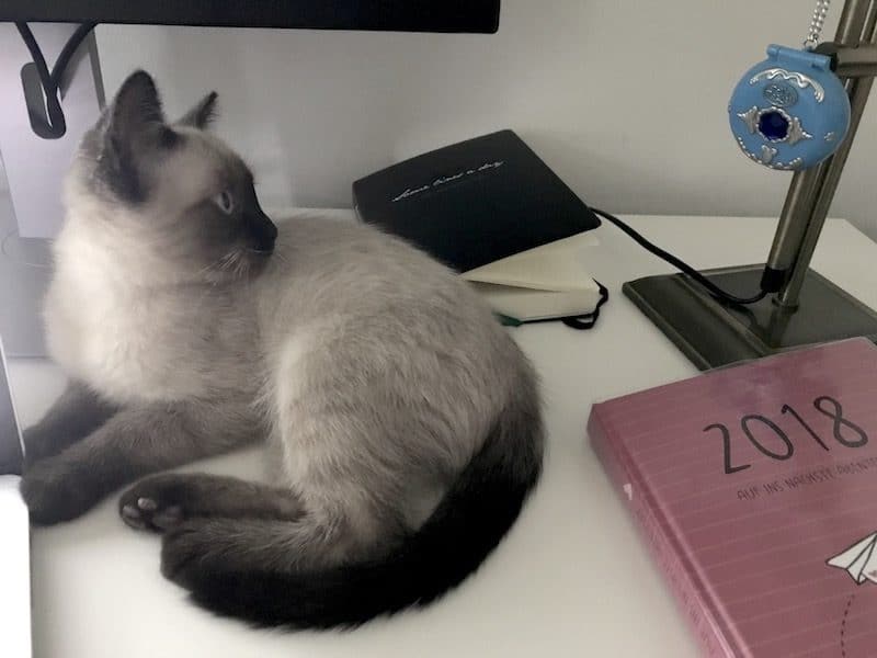 Die Katze ist überall, wo wir auch sind. Beim Arbeiten auf dem Schreibtisch. | Mehr Infos zum Familienleben mit Katze, Ausstattung, Kosten und Tipps auf Mamaskind.de