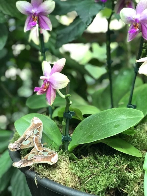Schmetterling an Orchidee im Schmetterlingshaus. | Mehr Infos auf Mamaskind.de