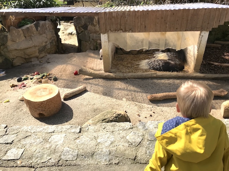 Ein Stachelschwein im niedlichen Tierpark Senftenberg | Mehr Infos auf Mamaskind.de