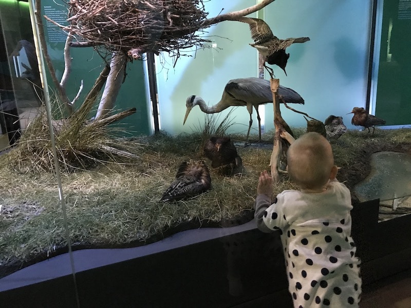 Vögel im Ozeaneum Stralsund - alles kindersicher | Mehr Infos zu Urlaub mit Kindern in Stralsund auf Mamaskind.de
