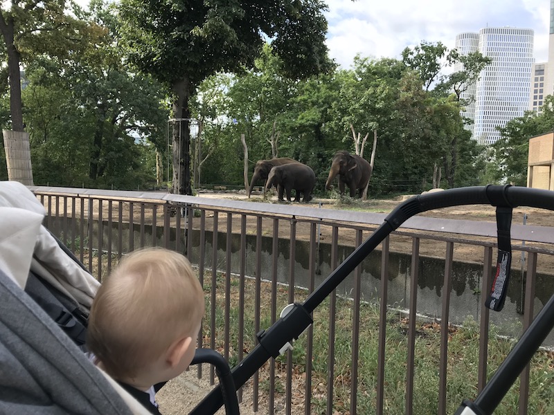Zoo mit Püppiline und den Jungs - Elefanten anschauen | Mehr Infos auf maamskind.de