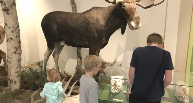 Naturkundemuseum Potsdam - Wir schauen uns Elche, Rehe, Wölfe und andere Tiere an. - Mamaskind.de