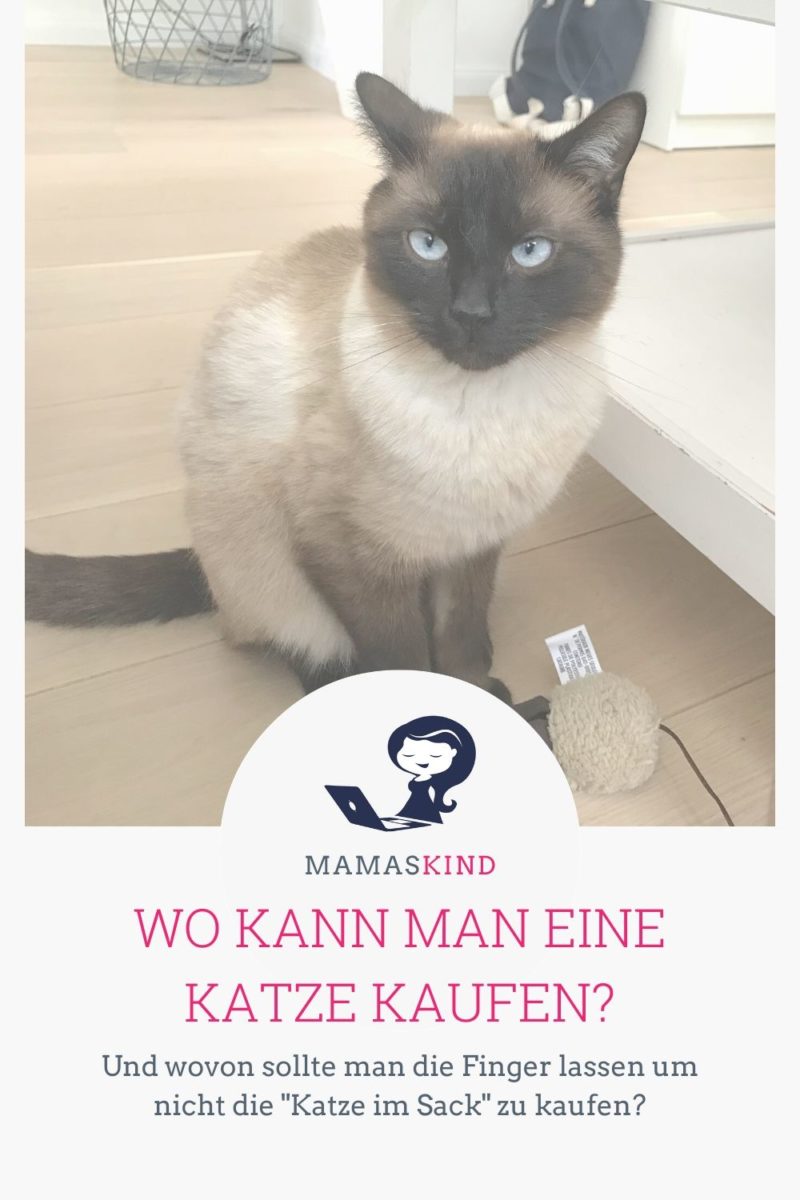 Wo kann man eine Katze kaufen? Online, vom Züchter, vom Hobbyzüchter? - mamaskind.de