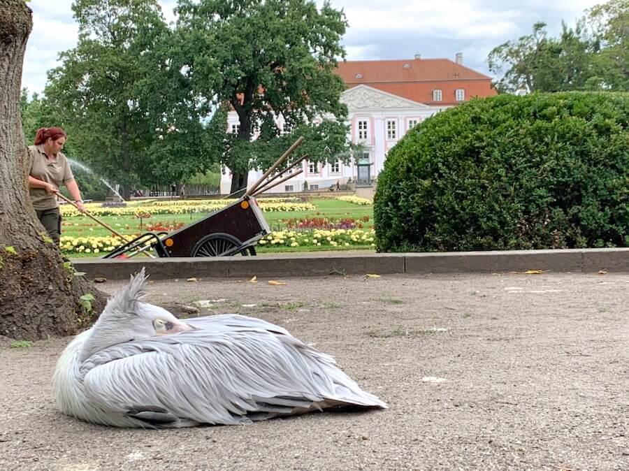 Freilaufende Pelikane - ein Highlight im Tierpark vor dem Schloss Friedrichsfelde - Mamaskind.de