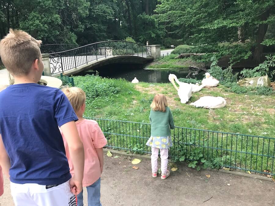 Rosapelikane im Tierpark Berlin - lösen bei uns Begeisterung aus - Mamaskind.de