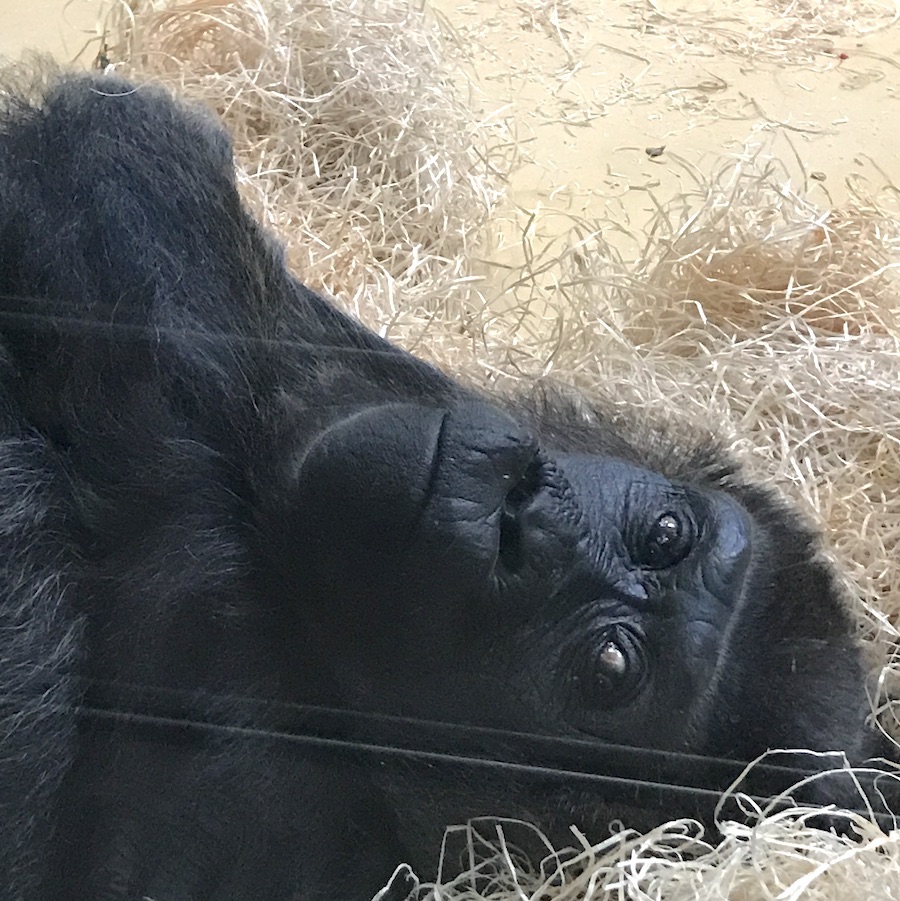 Gorilla im Berliner Zoo im Affenhaus - Mamaskind.de