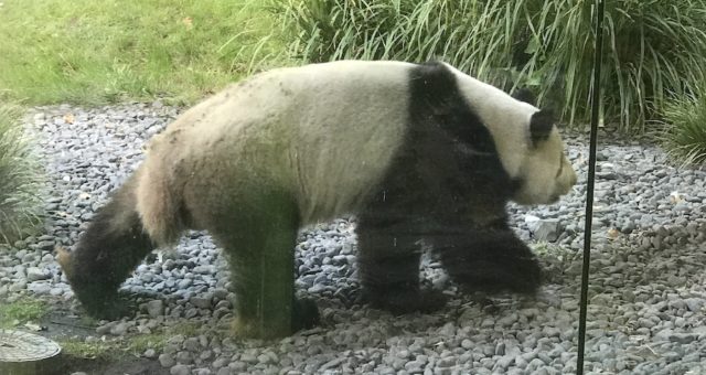 Panda im Berliner Zoo - imposante Tiere - Mamaskind.de
