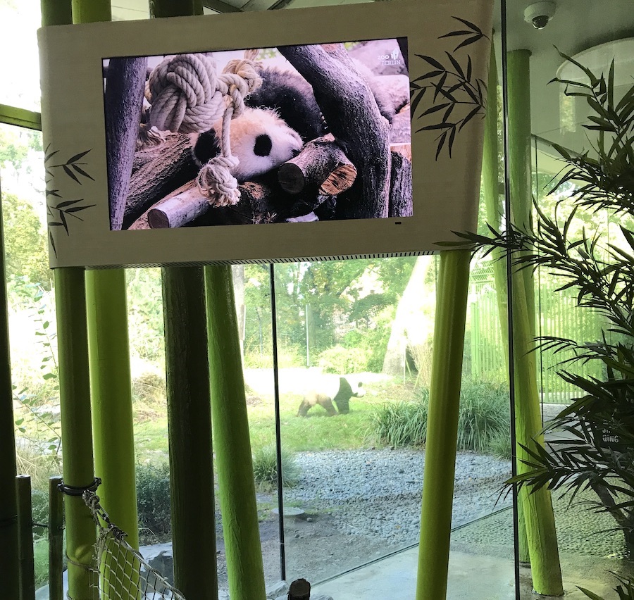 Pandas im Zoo multimedial: Poster, Videos, Bilder und in echt anschauen - Mamaskind.de