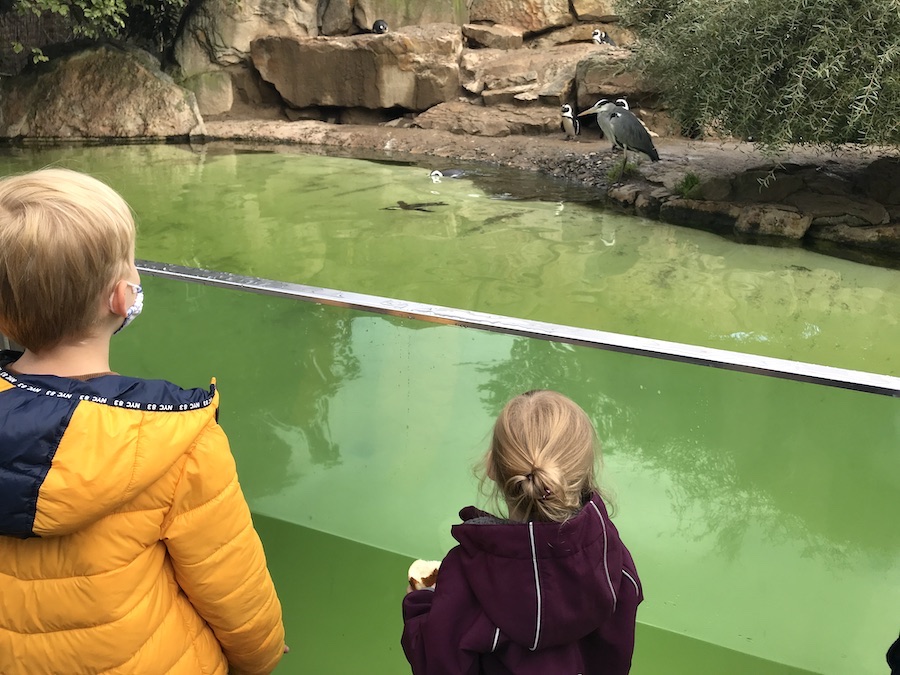Ein Highlight für die Kinder: Pinguine und ein Fischreiher - Mamaskind.de